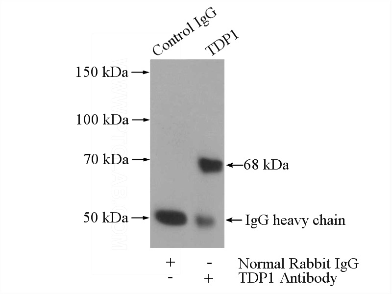 IP Result of anti-TDP1 (IP:Catalog No:115924, 4ug; Detection:Catalog No:115924 1:1000) with HeLa cells lysate 1200ug.