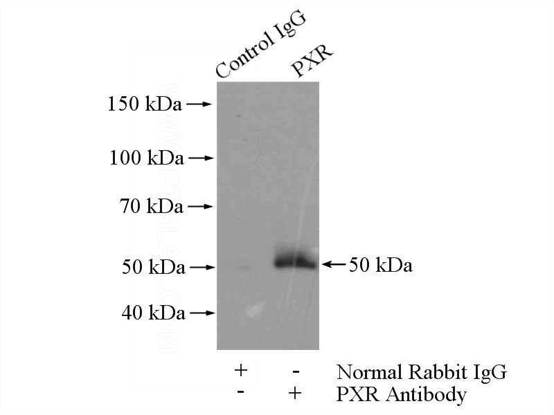 IP Result of anti-PXR (IP:Catalog No:114351, 4ug; Detection:Catalog No:114351 1:500) with HepG2 cells lysate 3600ug.