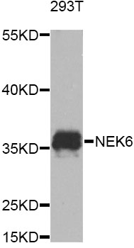 Western blot - NEK6 Polyclonal Antibody 