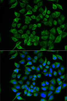 Immunofluorescence - PAEP Polyclonal Antibody 