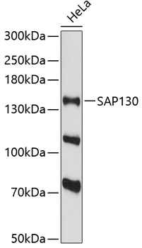 Western blot - SAP130 Polyclonal Antibody 