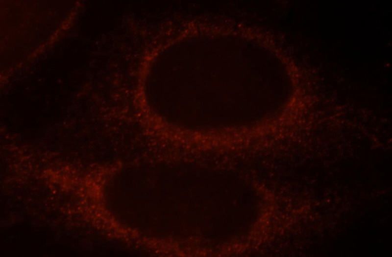 Immunofluorescent analysis of HepG2 cells, using PARD6B antibody Catalog No:113583 at 1:25 dilution and Rhodamine-labeled goat anti-rabbit IgG (red).