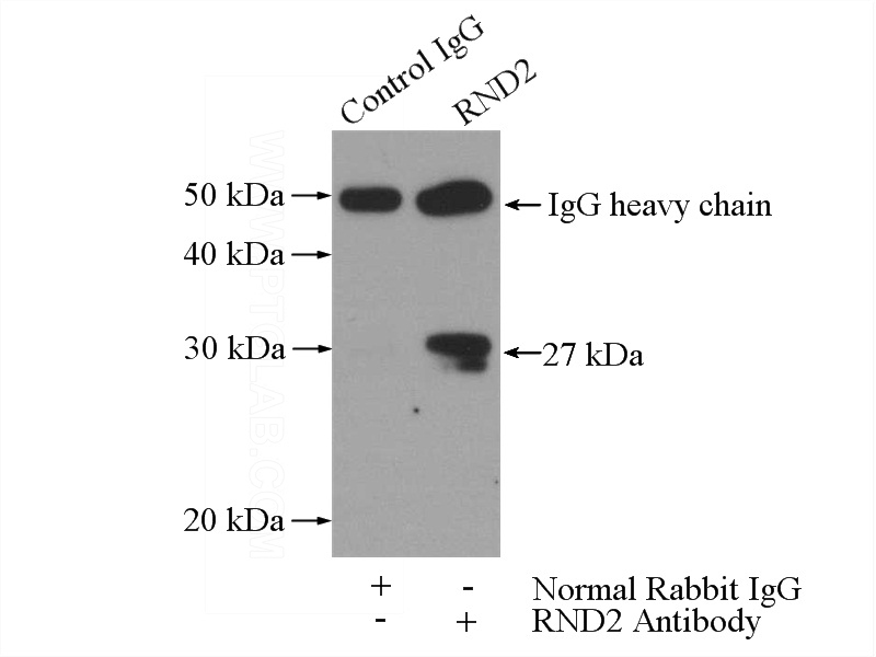 IP Result of anti-RND2 (IP:Catalog No:114733, 3ug; Detection:Catalog No:114733 1:300) with PC-3 cells lysate 1040ug.
