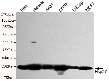 Western blot detection of Hsp27 in Hela,HsHela,A431,COS7,Lncap and MCF7 cell lysates and using Hsp27 mouse mAb (1:1000 diluted).Predicted band size: 23KDa.Observed band size:27KDa.