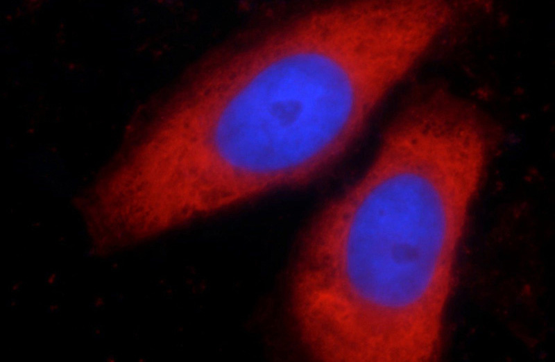 Immunofluorescent analysis of HepG2 cells using Catalog No:112183(LDHA-Specific Antibody) at dilution of 1:100 and Rhodamine-Goat anti-Rabbit IgG