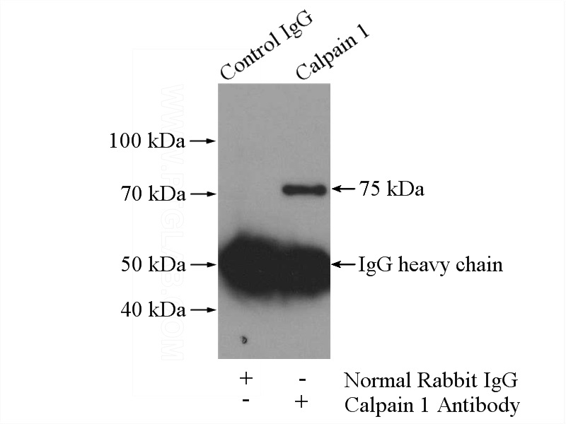 IP Result of anti-CAPN1 (IP:Catalog No:108833, 4ug; Detection:Catalog No:108833 1:1000) with HeLa cells lysate 1200ug.