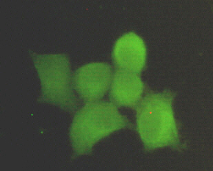 Immunocytochemistry stain of Hela using PPP1A mouse mAb (1:300).