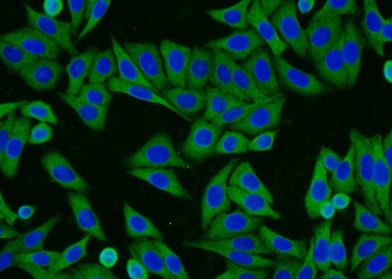 Immunofluorescent analysis of HepG2 cells using Catalog No:111573(HSPA1L Antibody) at dilution of 1:25 and Alexa Fluor 594-congugated AffiniPure Goat Anti-Rabbit IgG(H+L)