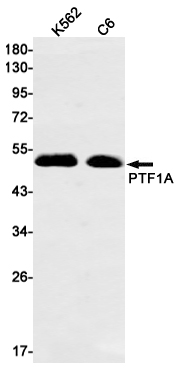 Western blot detection of PTF1A in K562,C6 cell lysates using PTF1A Rabbit mAb(1:1000 diluted).Predicted band size:35kDa.Observed band size:48kDa.