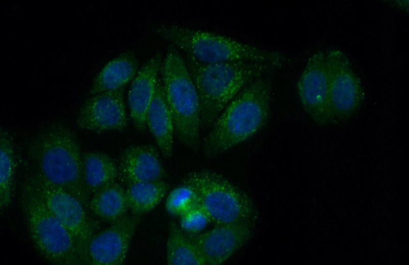 Immunofluorescent analysis of (10% Formaldehyde) fixed HepG2 cells using Catalog No:107287(CSE Antibody) at dilution of 1:50 and Alexa Fluor 488-congugated AffiniPure Goat Anti-Mouse IgG(H+L)