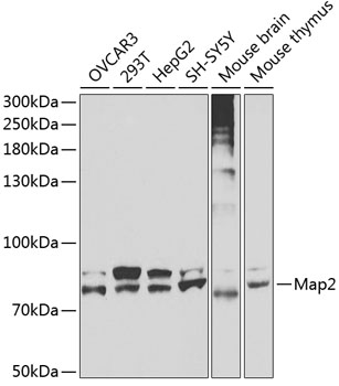 Western blot - Map2 Polyclonal Antibody 