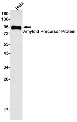 Western blot detection of Amyloid Precursor Protein in Hela cell lysates using Amyloid Precursor Protein Rabbit pAb(1:500 diluted).Predicted band size:87kDa.Observed band size:100kDa.