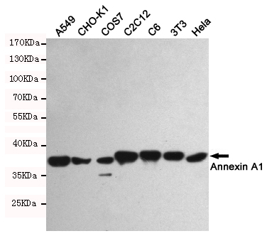 Western blot detection of Annexin A1 in A549,CHO-K1,COS7,C2C12,C6,3T3 and Hela cell lysates using Annexin A1 mouse mAb (1:1000 diluted).Predicted band size:38KDa.Observed band size:38KDa.