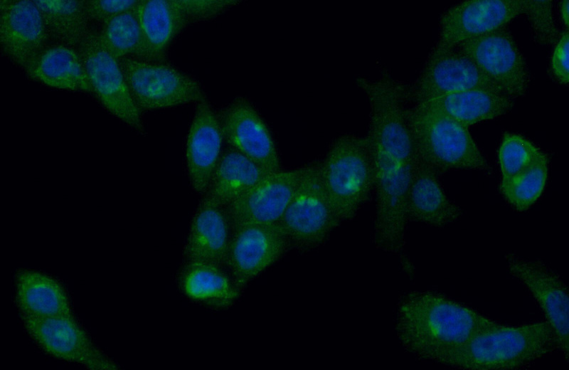 Immunofluorescent analysis of (10% Formaldehyde) fixed HeLa cells using Catalog No:111164(GS28 Antibody) at dilution of 1:50 and Alexa Fluor 488-congugated AffiniPure Goat Anti-Rabbit IgG(H+L)