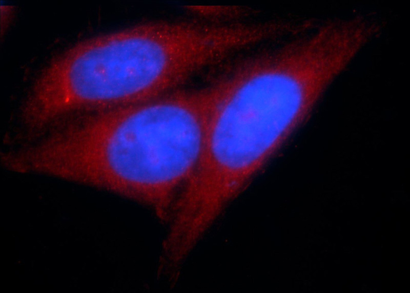 Immunofluorescent analysis of HepG2 cells using Catalog No:112137(KTELC1 Antibody) at dilution of 1:25 and Rhodamine-Goat anti-Rabbit IgG