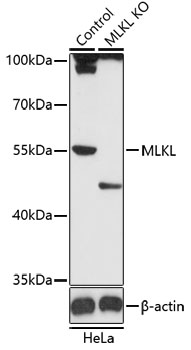 Western blot - MLKL Polyclonal Antibody 