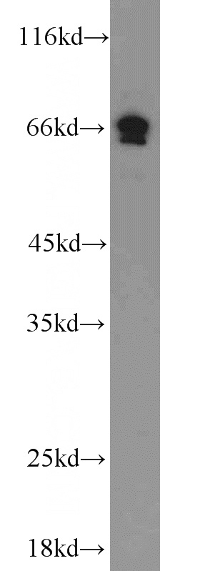 RAW264.7 cells were subjected to SDS PAGE followed by western blot with Catalog No:113485(PLA2G7 antibody) at dilution of 1:300