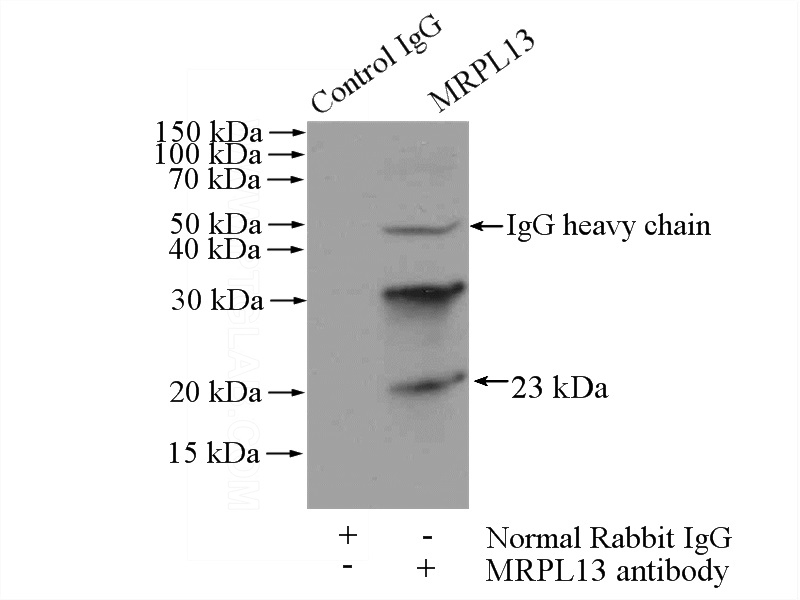 IP Result of anti-MRPL13 (IP:Catalog No:112812, 4ug; Detection:Catalog No:112812 1:500) with mouse lung tissue lysate 4000ug.
