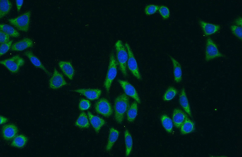 Immunofluorescent analysis of (-20oc Ethanol) fixed HeLa cells using Catalog No:116479(TTK Antibody) at dilution of 1:25 and Alexa Fluor 488-congugated AffiniPure Goat Anti-Rabbit IgG(H+L)