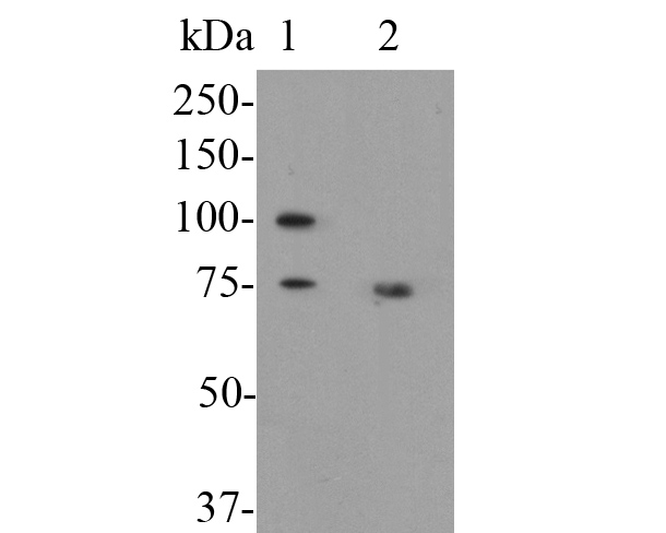 Fig1:; Western blot analysis of CD68 on different lysates. Proteins were transferred to a PVDF membrane and blocked with 5% BSA in PBS for 1 hour at room temperature. The primary antibody ( 1/500) was used in 5% BSA at room temperature for 2 hours. Goat Anti-Rabbit IgG - HRP Secondary Antibody (HA1001) at 1:200,000 dilution was used for 1 hour at room temperature.; Positive control:; Lane 1: MCF-7 cell lysate; Lane 2: Human lung tissue lysate