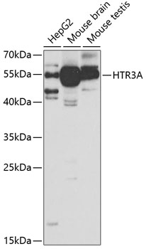 Western blot - HTR3A Polyclonal Antibody 