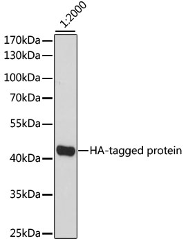 Western blot - HRP-conjugated Mouse anti HA-Tag mAb 