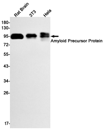 Western blot detection of Amyloid Precursor Protein in Rat Brain,3T3,Hela cell lysates using Amyloid Precursor Protein Rabbit mAb(1:1000 diluted).Predicted band size:87kDa.Observed band size:100kDa.