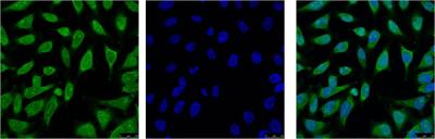 IF analysis of Hela with antibody (Left) and DAPI (Right) diluted at 1:100.