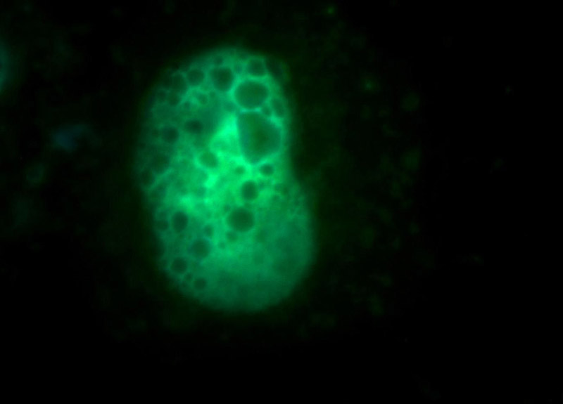 Immunofluorescent analysis of MCF-7 cells, using MUS81 antibody Catalog No:112900 at 1:50 dilution and FITC-labeled donkey anti-rabbit IgG(green). Blue pseudocolor = DAPI (fluorescent DNA dye).