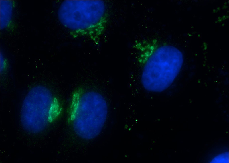 Immunofluorescent analysis of HepG2 cells using Catalog No:110969(Giantin Antibody) at dilution of 1:50 and Alexa Fluor 488-congugated AffiniPure Goat Anti-Rabbit IgG(H+L)