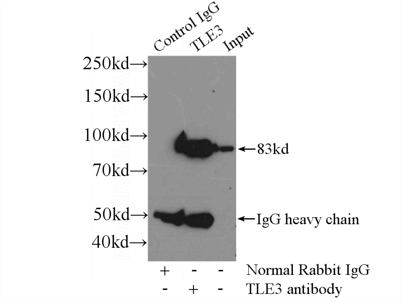 IP Result of anti-TLE3 (IP:Catalog No:116069, 4ug; Detection:Catalog No:116069 1:300) with HeLa cells lysate 1600ug.