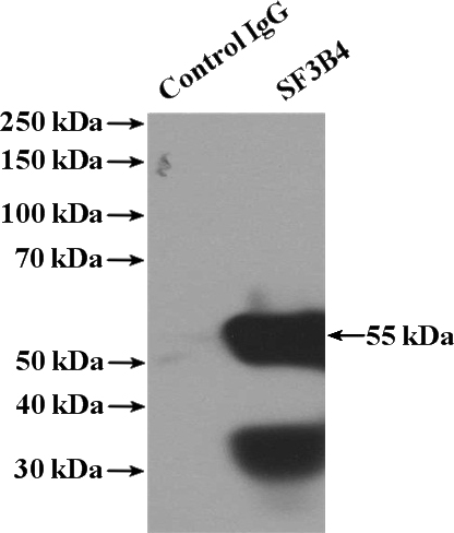 IP Result of anti-SF3B4 (IP:Catalog No:115139, 4ug; Detection:Catalog No:115139 1:500) with HeLa cells lysate 1600ug.