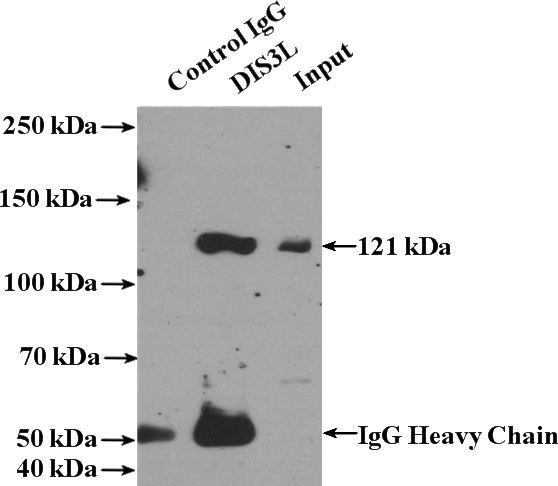 IP Result of anti-DIS3L (IP:Catalog No:109947, 4ug; Detection:Catalog No:109947 1:300) with K-562 cells lysate 3200ug.