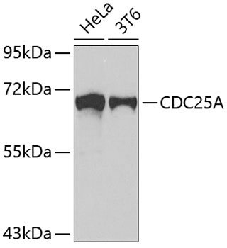Western blot - CDC25A Polyclonal Antibody 