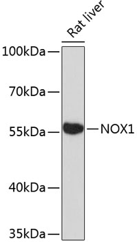 Western blot - NOX1 Polyclonal Antibody 