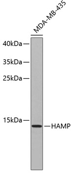 Western blot - HAMP Polyclonal Antibody 