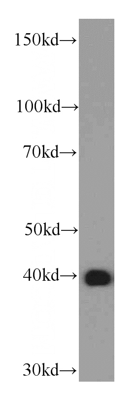 HepG2 cells were subjected to SDS PAGE followed by western blot with Catalog No:107440(OXA1L antibody) at dilution of 1:1000