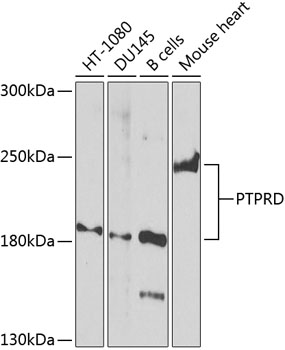 Western blot - PTPRD Polyclonal Antibody 