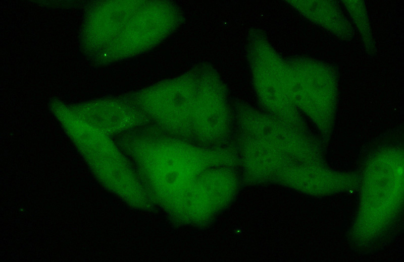 Immunofluorescent analysis of (10% Formaldehyde) fixed HepG2 cells using Catalog No:107606(STAT3 Antibody) at dilution of 1:100 and Alexa Fluor 488-congugated AffiniPure Goat Anti-Mouse IgG(H+L)
