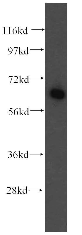 K-562 cells were subjected to SDS PAGE followed by western blot with Catalog No:110526(FARSB antibody) at dilution of 1:500