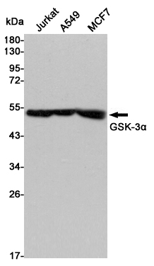Western blot detection of GSK-3α in Jurkat,A549 and MCF7 cell lysates using GSK-3α mouse mAb (1:1000 diluted).Predicted band size:51KDa.Observed band size:51KDa.