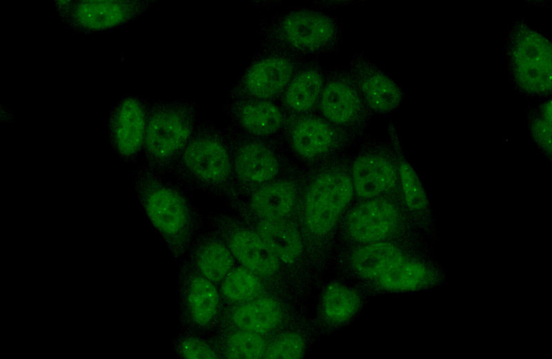Immunofluorescent analysis of (10% Formaldehyde) fixed HeLa cells using Catalog No:110523(FANCM Antibody) at dilution of 1:50 and Alexa Fluor 488-congugated AffiniPure Goat Anti-Rabbit IgG(H+L)
