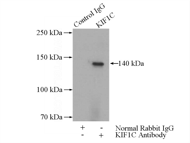 IP Result of anti-KIF1C (IP:Catalog No:112005, 5ug; Detection:Catalog No:112005 1:300) with mouse heart tissue lysate 4000ug.