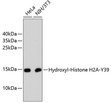 Western blot - Hydroxyl-Histone H2A-Y39 Monoclonal Antibody 