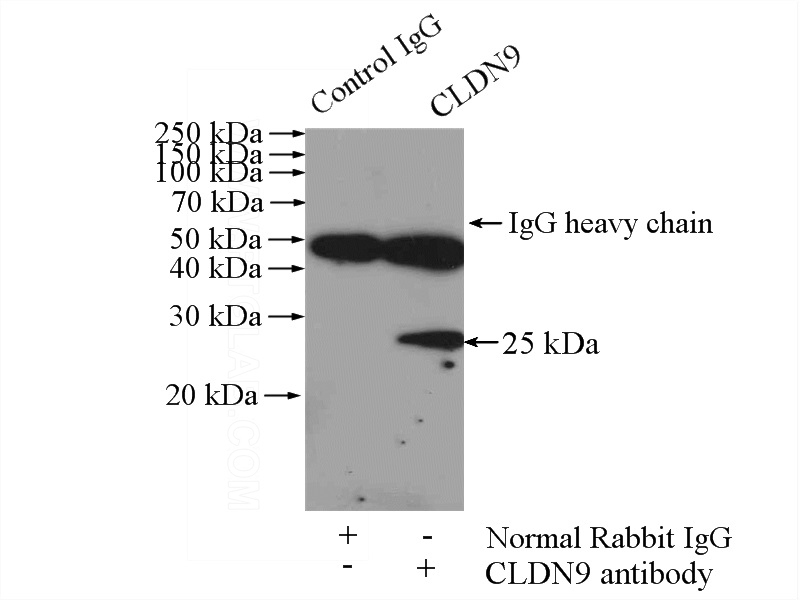 IP Result of anti-CLDN9-specific (IP:Catalog No:109343, 4ug; Detection:Catalog No:109343 1:300) with HeLa cells lysate 880ug.