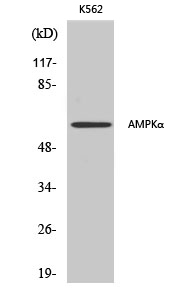 Western Blot analysis of various cells using AMPKα1/2 Polyclonal Antibody diluted at 1:500