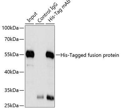 Immunoprecipitation - Mouse anti His-Tag mAb 
