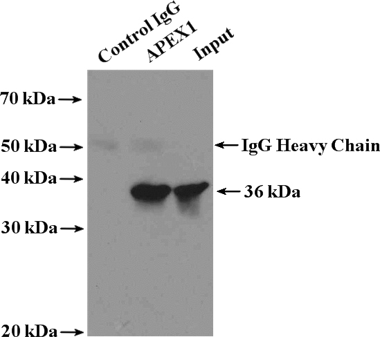 IP Result of anti-APEX1 (IP:Catalog No:108137, 4ug; Detection:Catalog No:108137 1:1000) with HeLa cells lysate 1600ug.