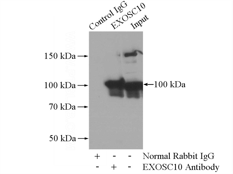 IP Result of anti-EXOSC10 (IP:Catalog No:110507, 4ug; Detection:Catalog No:110507 1:700) with HeLa cells lysate 1200ug.