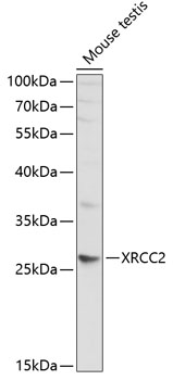 Western blot - XRCC2 Polyclonal Antibody 